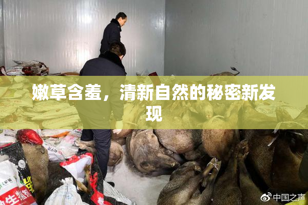 嫩草含羞，清新自然的秘密新发现