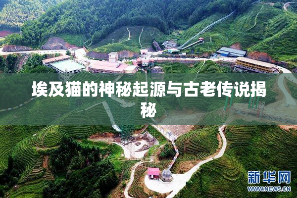 埃及猫的神秘起源与古老传说揭秘