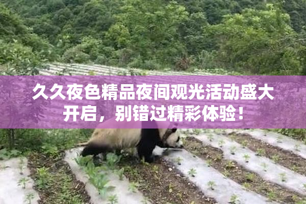 久久夜色精品夜间观光活动盛大开启，别错过精彩体验！