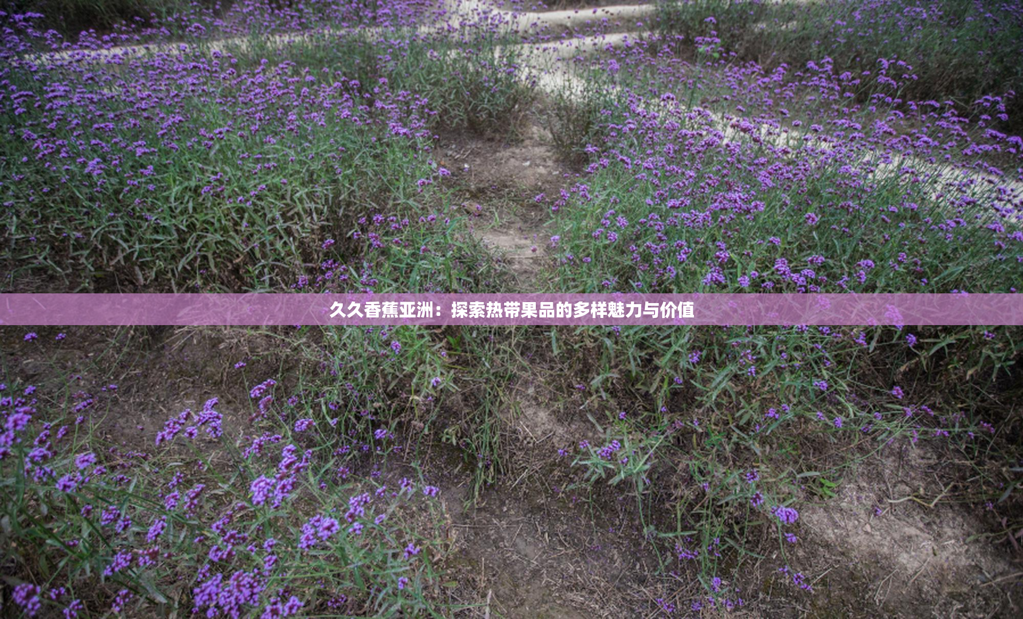 久久香蕉亚洲：探索热带果品的多样魅力与价值