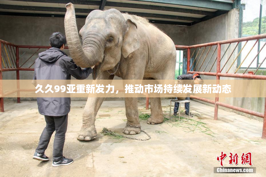 久久99亚重新发力，推动市场持续发展新动态