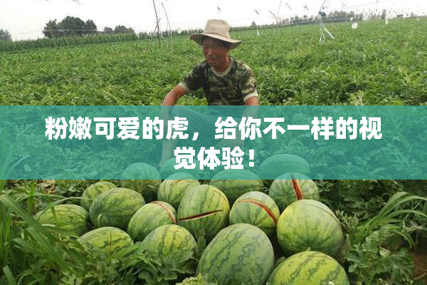 粉嫩可爱的虎，给你不一样的视觉体验！