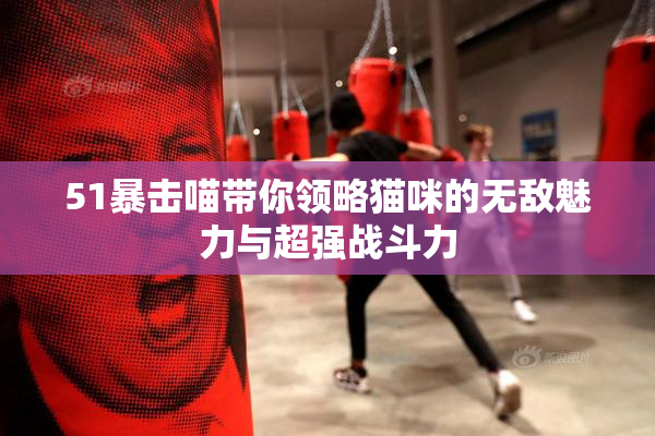 51暴击喵带你领略猫咪的无敌魅力与超强战斗力