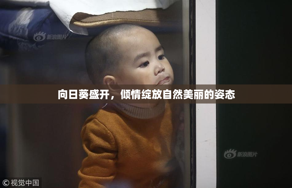 向日葵盛开，倾情绽放自然美丽的姿态
