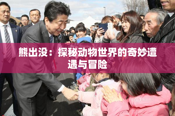 熊出没：探秘动物世界的奇妙遭遇与冒险