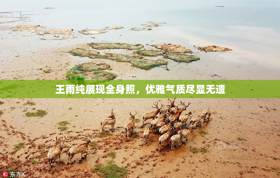王雨纯展现全身照，优雅气质尽显无遗