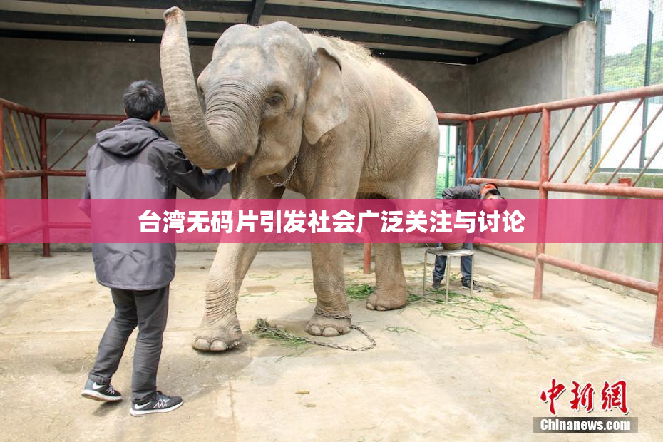 台湾无码片引发社会广泛关注与讨论