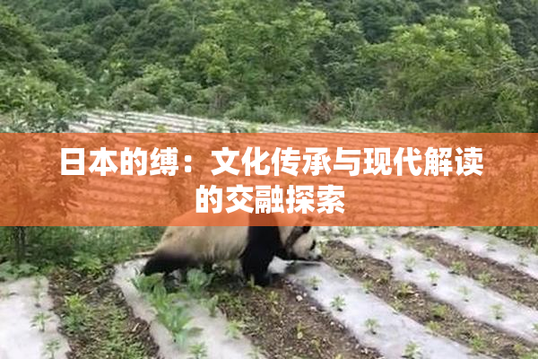 日本的缚：文化传承与现代解读的交融探索