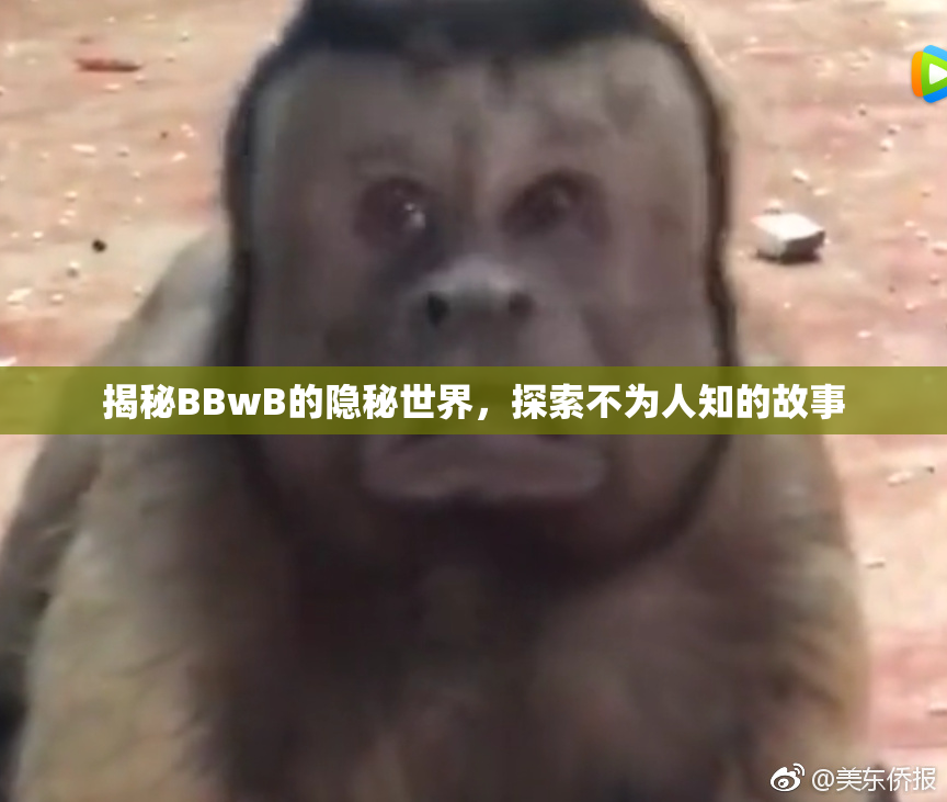 揭秘BBwB的隐秘世界，探索不为人知的故事