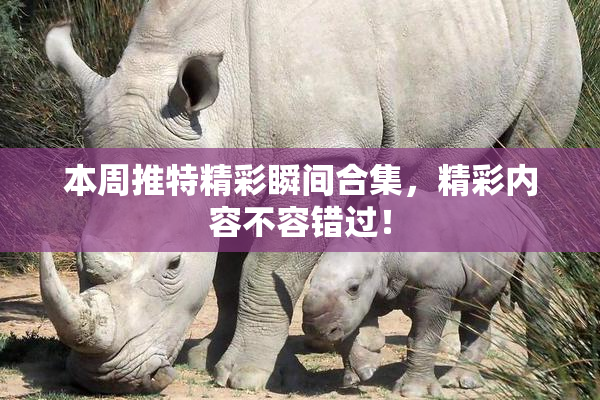 本周推特精彩瞬间合集，精彩内容不容错过！