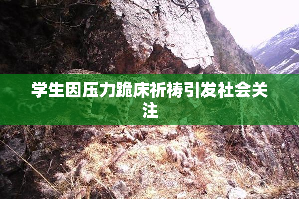 学生因压力跪床祈祷引发社会关注