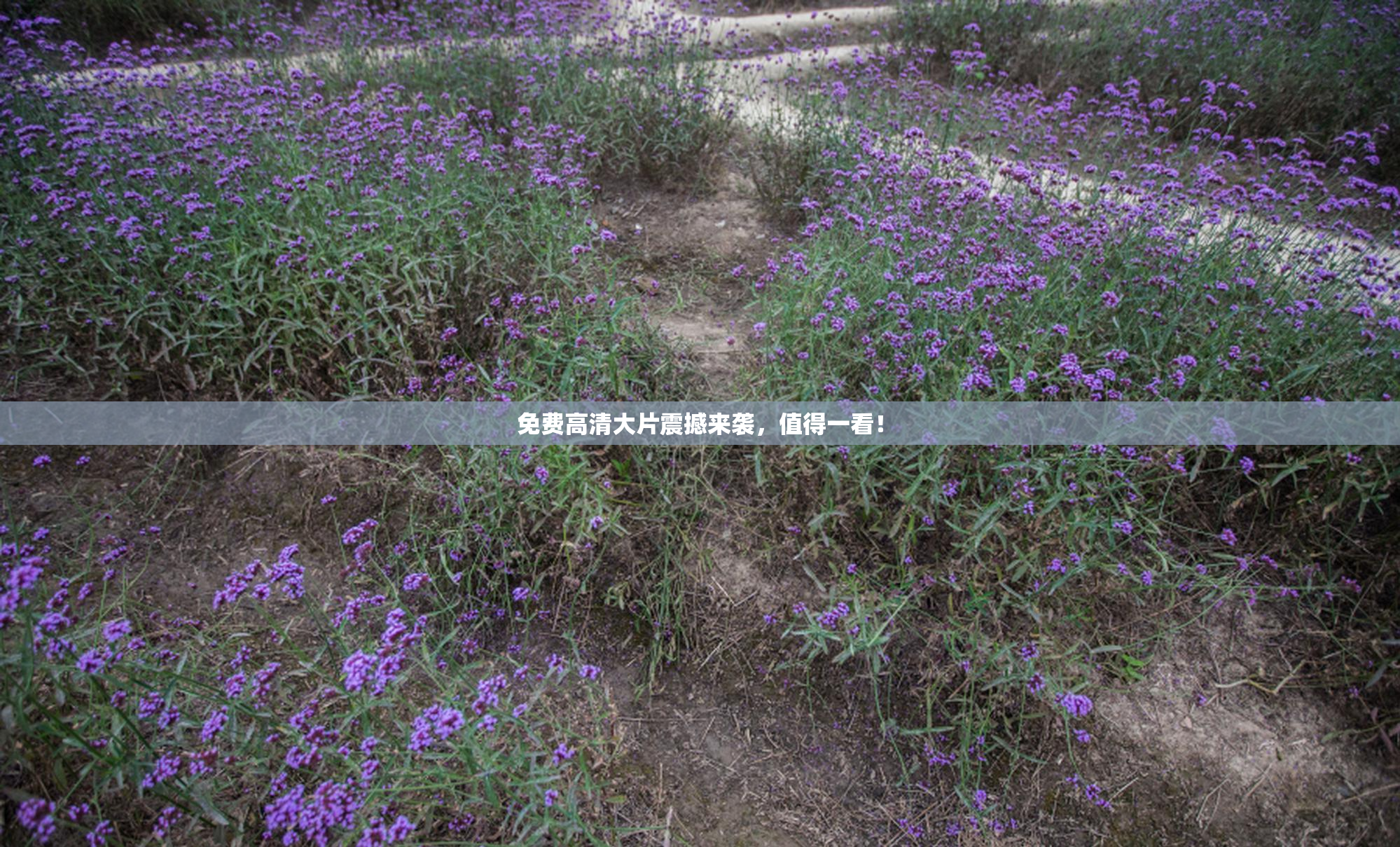免费高清大片震撼来袭，值得一看！