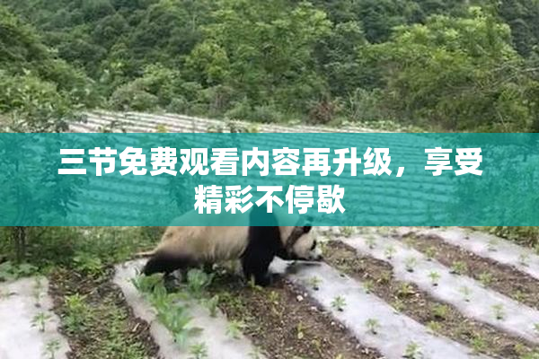 三节免费观看内容再升级，享受精彩不停歇