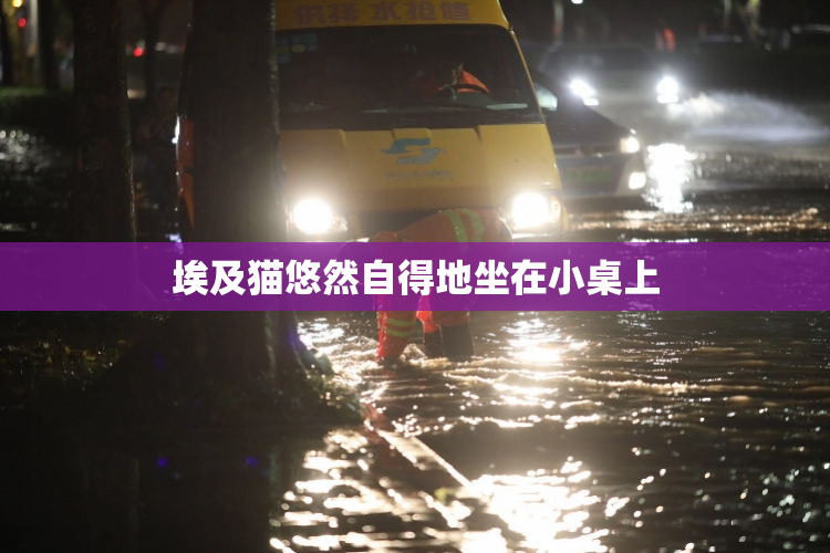 埃及猫悠然自得地坐在小桌上