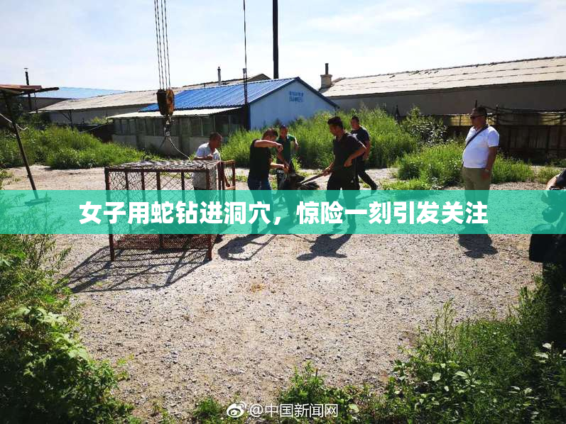 女子用蛇钻进洞穴，惊险一刻引发关注