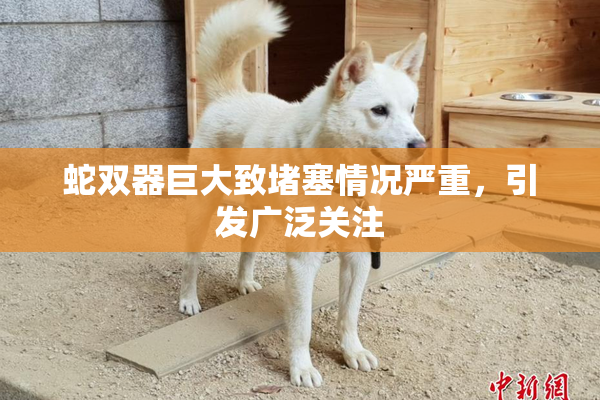蛇双器巨大致堵塞情况严重，引发广泛关注