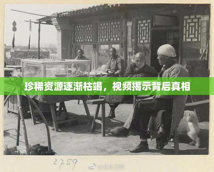 珍稀资源逐渐枯竭，视频揭示背后真相