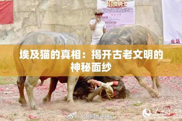 埃及猫的真相：揭开古老文明的神秘面纱