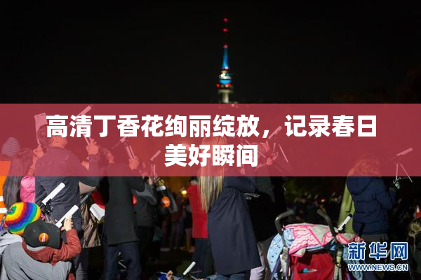 高清丁香花绚丽绽放，记录春日美好瞬间
