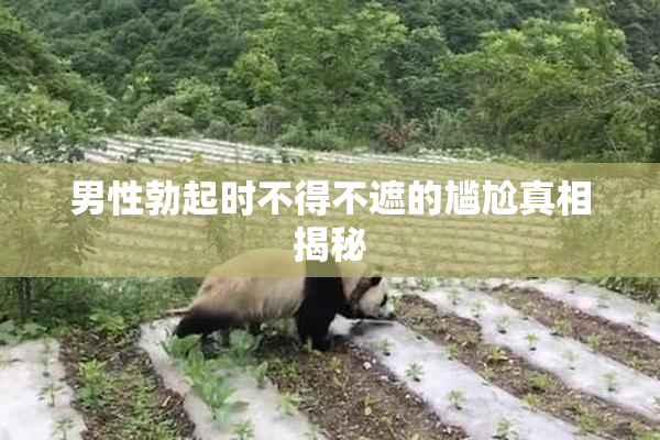 男性勃起时不得不遮的尴尬真相揭秘