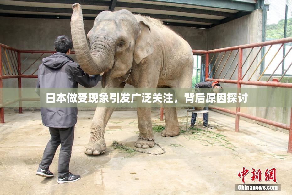 日本做受现象引发广泛关注，背后原因探讨