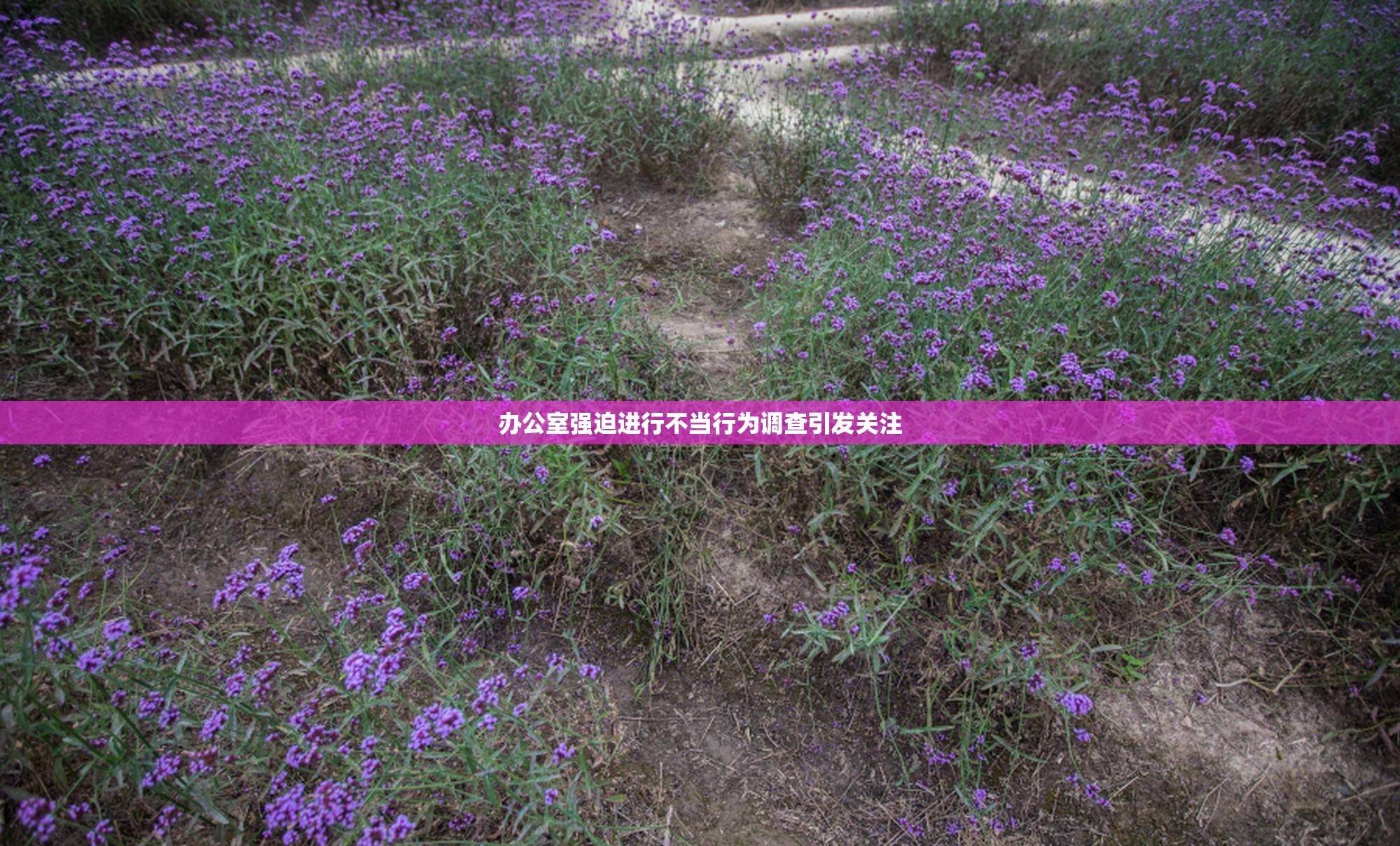 办公室强迫进行不当行为调查引发关注
