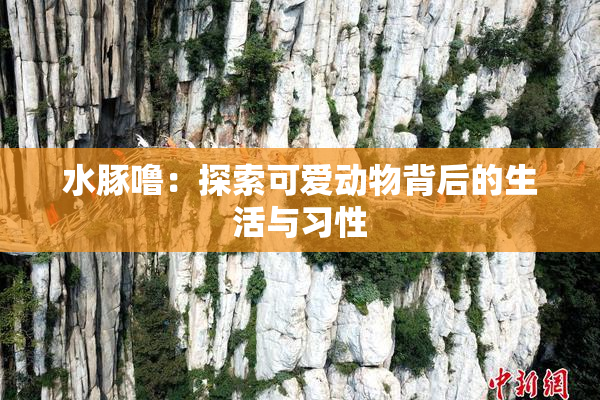 水豚噜：探索可爱动物背后的生活与习性