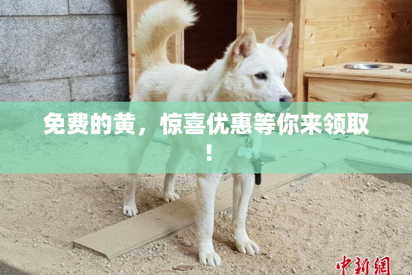 免费的黄，惊喜优惠等你来领取！