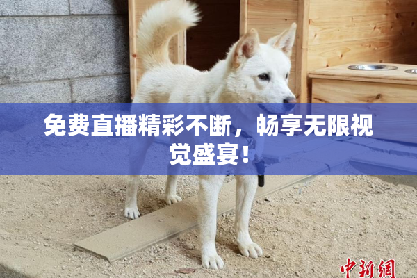 免费直播精彩不断，畅享无限视觉盛宴！