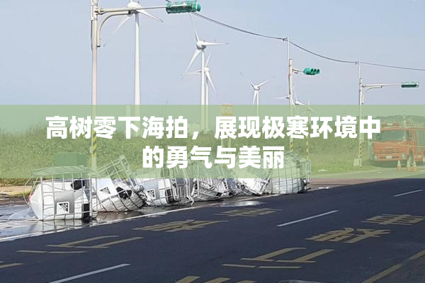 高树零下海拍，展现极寒环境中的勇气与美丽