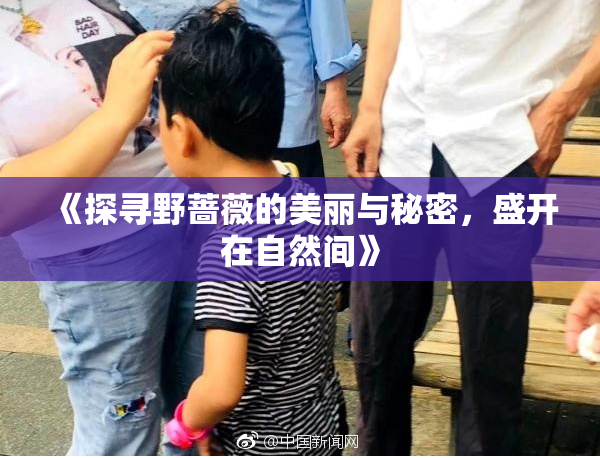 《探寻野蔷薇的美丽与秘密，盛开在自然间》