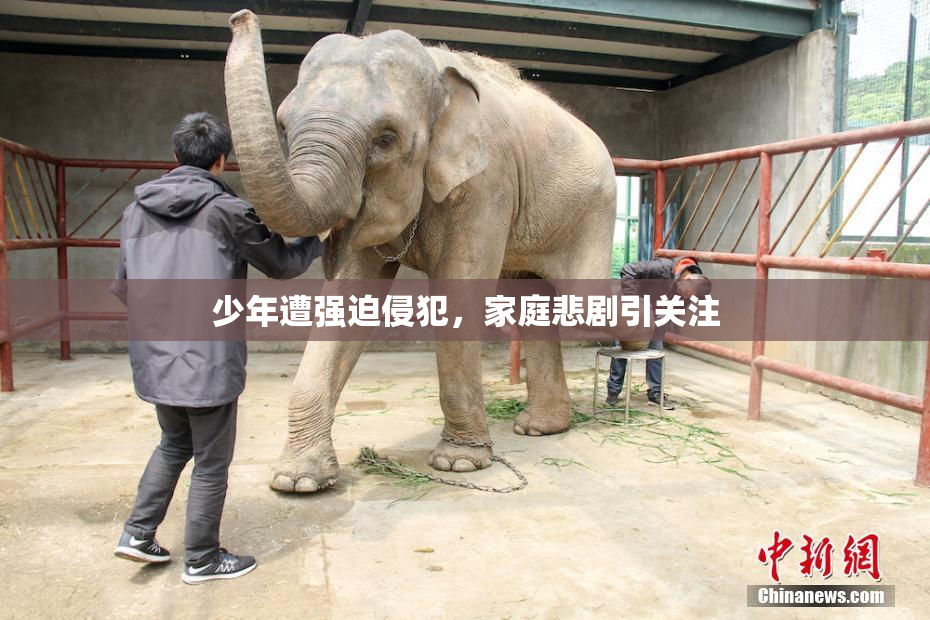 少年遭强迫侵犯，家庭悲剧引关注