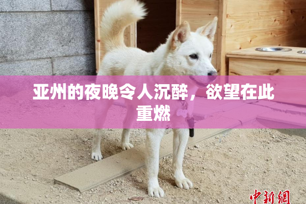 亚州的夜晚令人沉醉，欲望在此重燃
