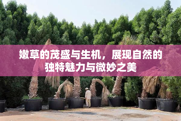 嫩草的茂盛与生机，展现自然的独特魅力与微妙之美