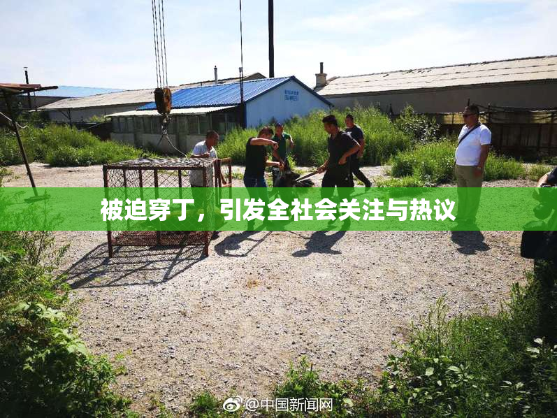 被迫穿丁，引发全社会关注与热议
