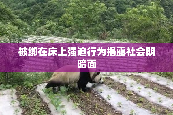 被绑在床上强迫行为揭露社会阴暗面