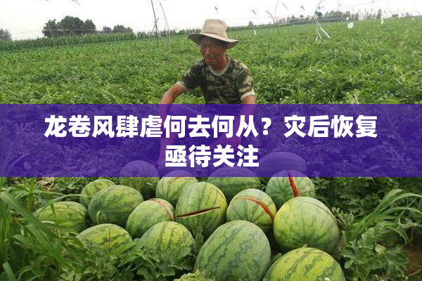 龙卷风肆虐何去何从？灾后恢复亟待关注