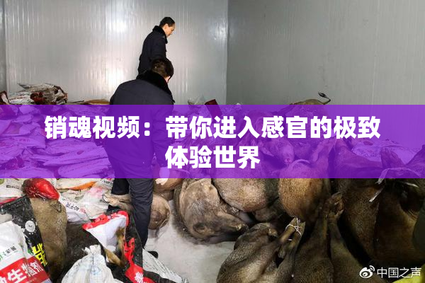 销魂视频：带你进入感官的极致体验世界