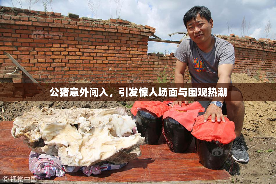 公猪意外闯入，引发惊人场面与围观热潮
