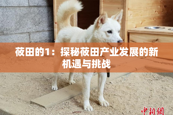 莜田的1：探秘莜田产业发展的新机遇与挑战