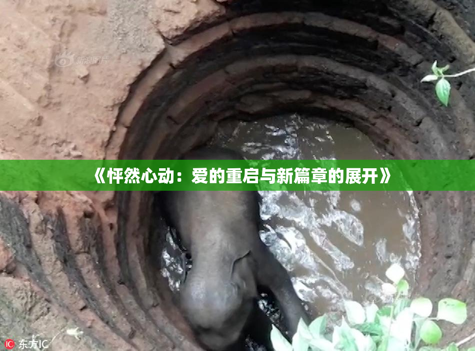 《怦然心动：爱的重启与新篇章的展开》