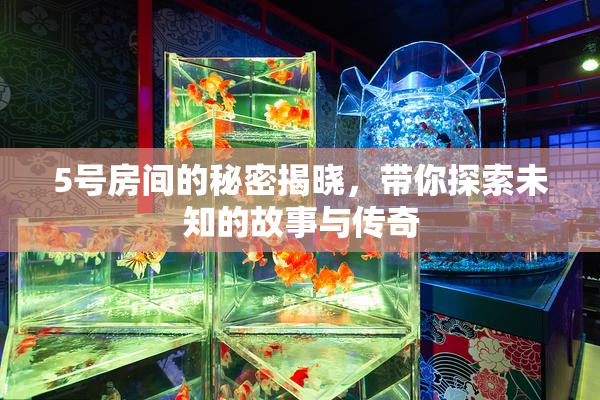 5号房间的秘密揭晓，带你探索未知的故事与传奇