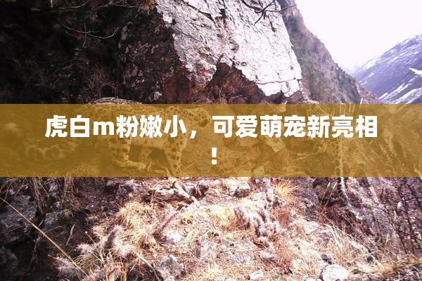 虎白m粉嫩小，可爱萌宠新亮相！