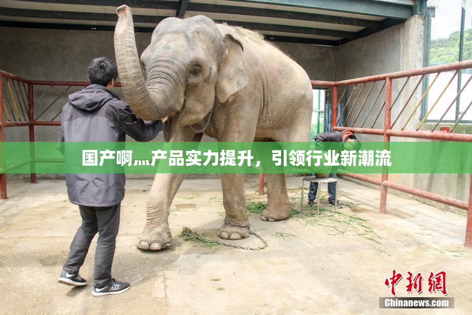国产啊灬产品实力提升，引领行业新潮流