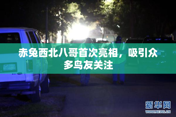 赤兔西北八哥首次亮相，吸引众多鸟友关注