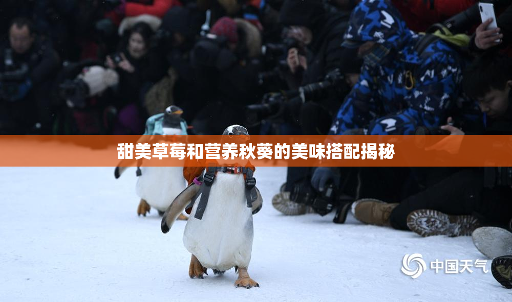 甜美草莓和营养秋葵的美味搭配揭秘