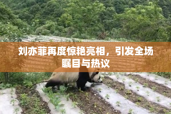 刘亦菲再度惊艳亮相，引发全场瞩目与热议