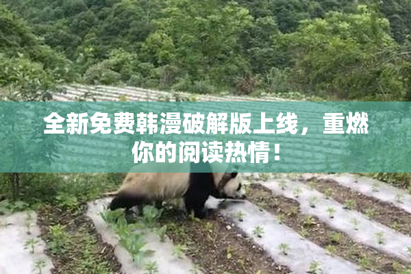 全新免费韩漫破解版上线，重燃你的阅读热情！