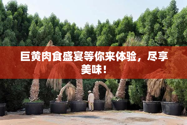 巨黄肉食盛宴等你来体验，尽享美味！