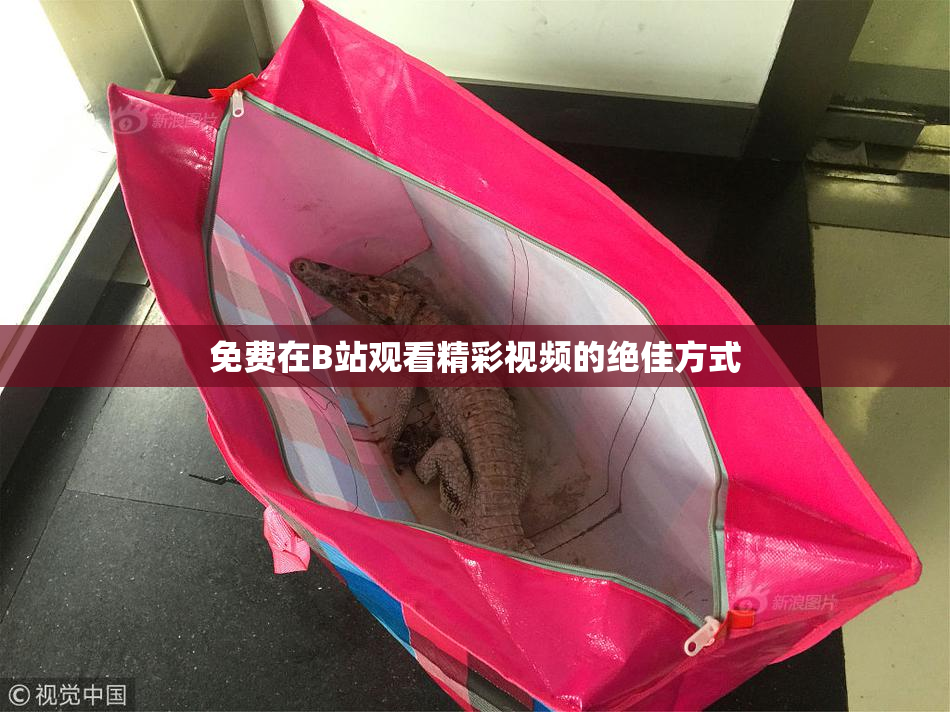 免费在B站观看精彩视频的绝佳方式